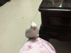 -鼎珑点心仔(燕塘店)