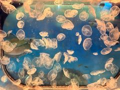 -沙沙哗啦海洋馆(华宇百花谷店)