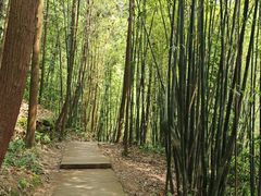 -缙云山景区