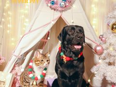 -超宠爱宠物摄影-Super pet