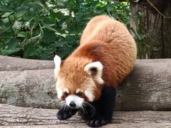 -都江堰中华大熊猫苑