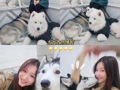 -星多哈·狗咖·拼豆·咖啡
