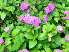 -西湖风景区-江洋畈生态公园