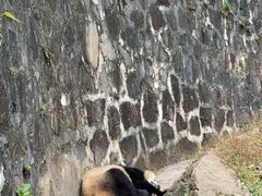 -都江堰中华大熊猫苑