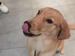 -帕帕拉兹宠物(亚洲旗舰店)