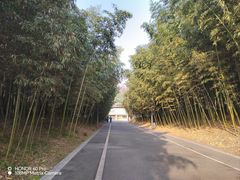-都江堰中华大熊猫苑