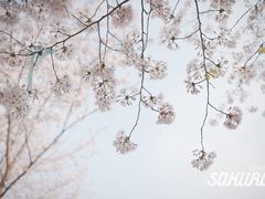 -顾村公园