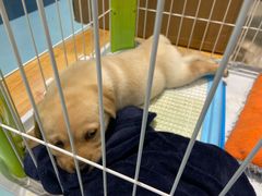 -龟与熊猫宠物公园(南坪店)
