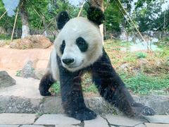 -都江堰中华大熊猫苑