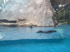 -帝企鹅自助餐厅•儿童岛•真企鹅(长隆企鹅酒店)