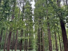 -黄海国家森林公园