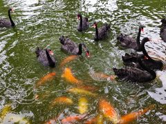 -深圳野生动物园