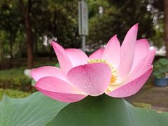 -陈家山荷花公园