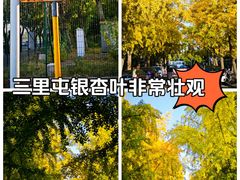 -三里屯东五街银杏大道