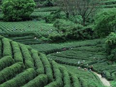 -龙坞茶村