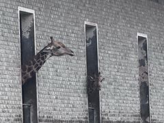 -石家庄市动物园