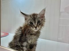 -青奢宠物·青奢猫舍