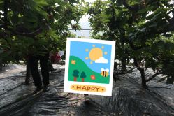 -蓝呗呗蓝莓草莓采摘园(通州区马驹桥店)