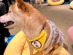 -逗柴咖啡屋·狗咖猫咖宠物桌游