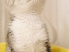 -欣宠猫屋·矮脚拿破仑·蓝金金渐层