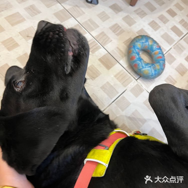 圣诞🎄咸摩卡与萌宠🐶Vicky等你来撩