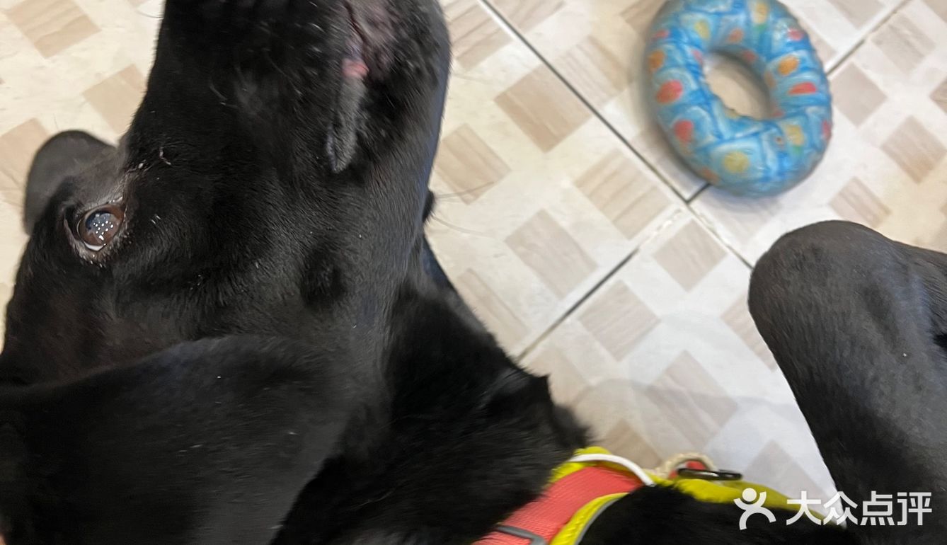 圣诞🎄咸摩卡与萌宠🐶Vicky等你来撩