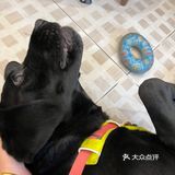 圣诞🎄咸摩卡与萌宠🐶Vicky等你来撩