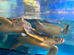 -烟台海昌鲸鲨海洋公园