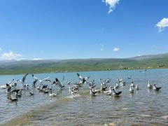 -青海湖国家重点风景名胜区