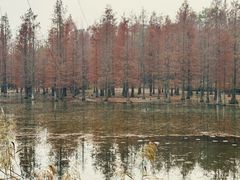 -白鹭湾湿地公园