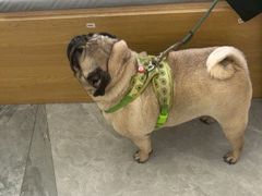 -pd派德宠物中心医院24H急重症·眼科中心·血液透析中心(嵩山北路店)