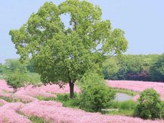 -花开海上生态园