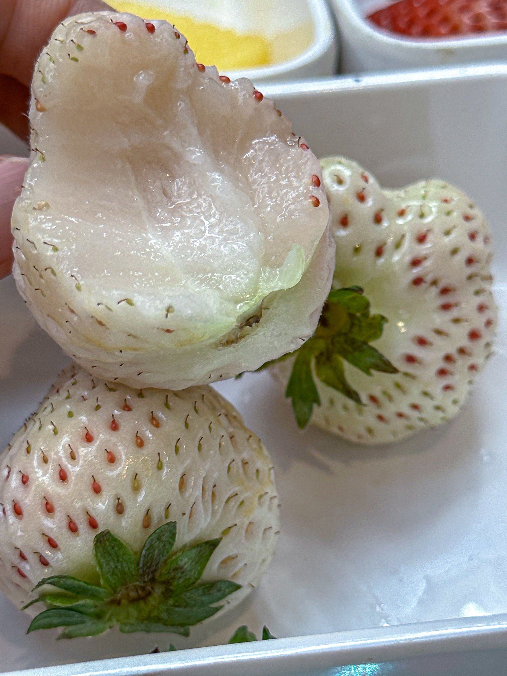 来这里白草莓自由啦