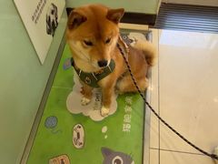 -悦宠凯宝动物医院·牙科·皮肤科(朝阳北路店)