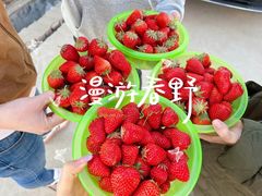 -大自然农场蔬菜草莓采摘园