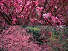 -重庆彩云湖湿地公园