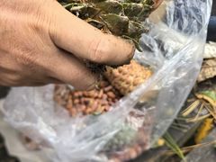 -五营红松林海景区