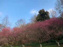-杭州植物园