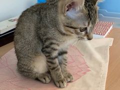 -创凡宠物医院·骨专科  猫科中心(西乡分院)