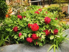 -西安西光幼儿园