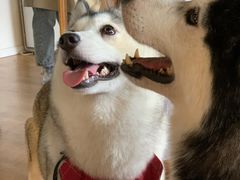 -Husky Go! 哈士奇体验馆·宠物咖啡厅狗咖