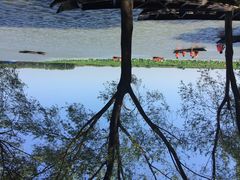 蓝田生态园-洪湖生态旅游区