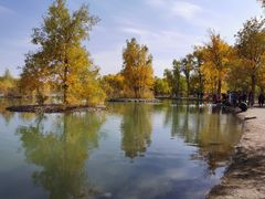 -金塔沙漠胡杨林景区