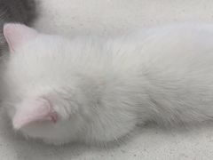 -糯米喵星人总部直营旗舰店·猫舍·幼猫出售
