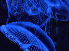 -泉城欧乐堡海洋极地世界