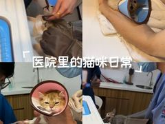 -御宝贝·A梦猫科宠物医院(国际猫友好医院)