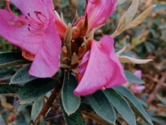 -江西阳明山国家森林公园