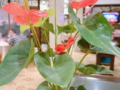 -杭州香格里拉·香宫中餐厅