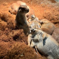 -Zoolung Zoolung动物主题公园(海信广场店)