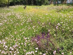 -石家庄市植物园